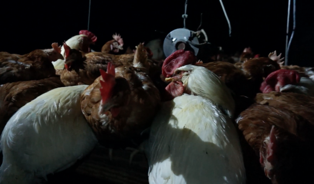 Contrary to the Times's reporting, the first few seconds of our video demonstrate dozens of hens in crowded, filthy conditions.