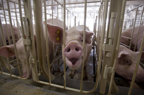 Pigs shown in the gestation building at Grandview Farms in Eldridge, Iowa, on August 9, 2012. Stephen Mally for The New York Times