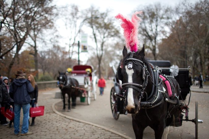 Waiting for customers on Monday at Grand Army Plaza, near Central Park. A bill would ban horse-drawn carriages by mid-2016. Kirsten Luce for The New York Times