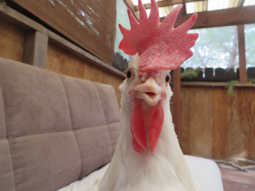 Snow, a hen, is a “she.” Someone, not something.