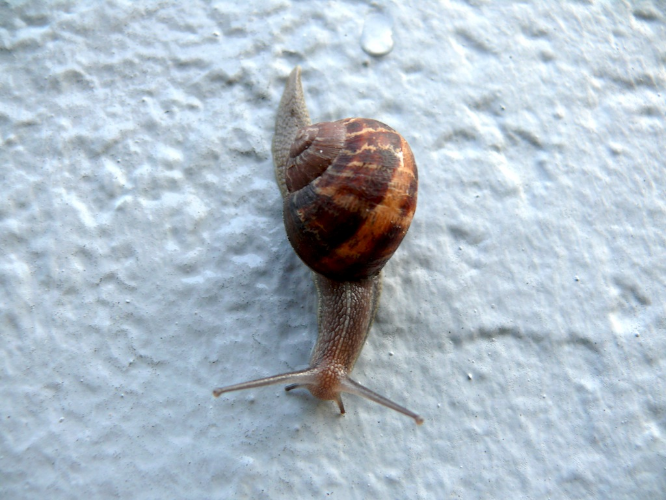 Snail— unknown name and gender. Many snails are hermaphrodites , making the pronoun decision a bit more complicated.
