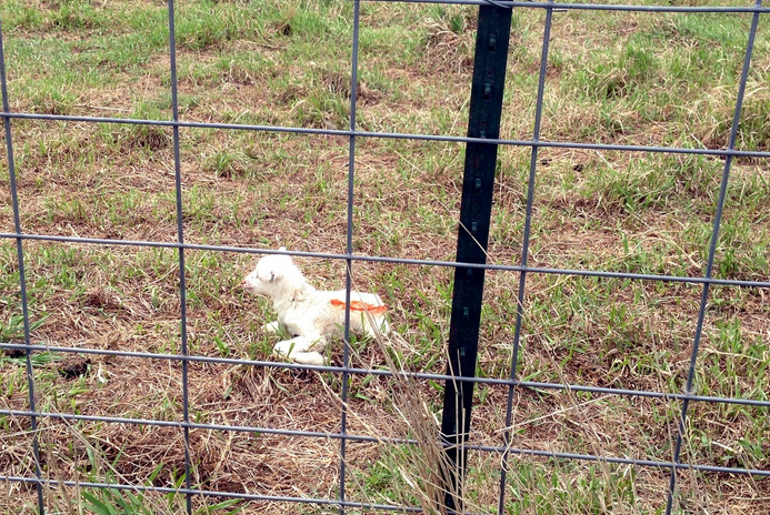 The Times condemned the abandonment of a lamb in the pasture but failed to point out the millions of other baby animals are killed, mutilated, and forcibly taken from their mothers as standard practice in the industry.