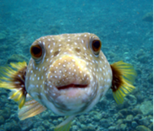 A blowfish saying 'hello' to the camera.