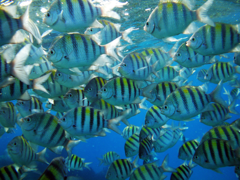 Sergeant major damselfish.