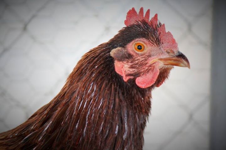 Paprika.