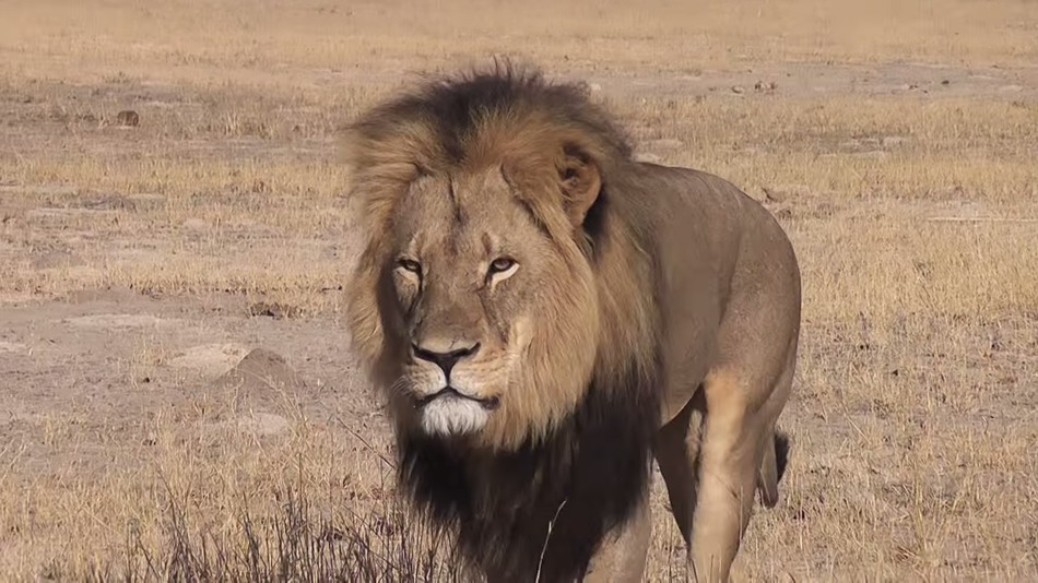 Cecil's death, like any nonhuman death at the hands of a hunter, was a tragedy-- but we cannot allow violence to beget more violence. We must not adopt the ideology of the oppressor, no matter how angry we are.