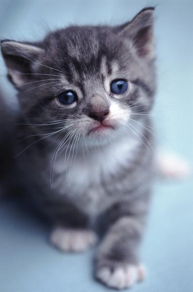 All kittens have a distinctive blue tint in their eyes.
