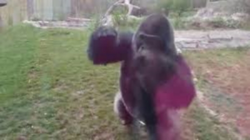 While many deny that animals are thinking, feeling beings, Kijito expresses quite clearly his desire to be free.