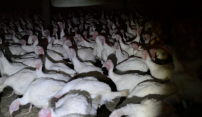 An image from a recent DxE investigation of Diestel Family Turkey Ranch depicting many turkeys in crowded, filthy conditions.