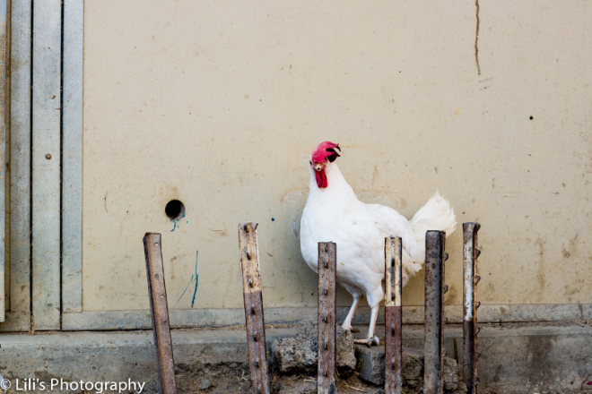 Sassy is a hen who beat the odds. Deemed useless by the egg industry, she along with 1,500 other hens were to be gassed and thrown in a landfill. Luckily, Animal Place stepped in and rescued them.