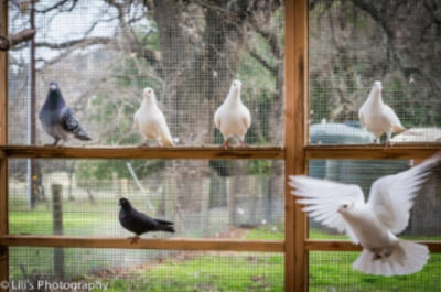 Some pigeons pictured here were rescued from the pigeon and/or squab meet industry.