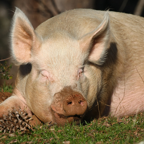 What will most effectively change the way people look at non-human animals like Benjamin so that they are seen not as property to be killed and eaten, but rather as individuals with unique interests we must honor?