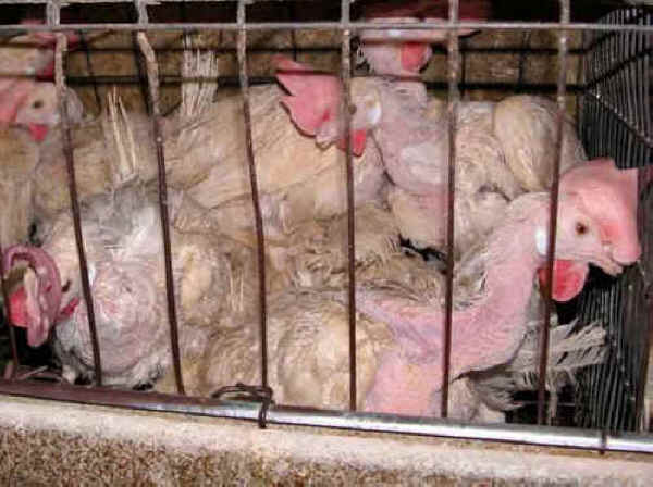 Forced molting : as the hen's egg production wanes, the industry starves the birds of food and water to shock them back into producing eggs.
