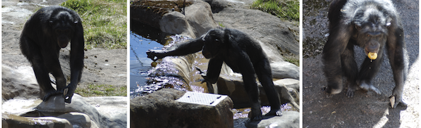 Santino knows he will be mad later in the day, so he's collecting and stashing rocks.