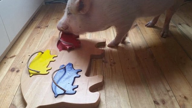 Pigs will naturally learn to solve puzzles that infant humans fail at.