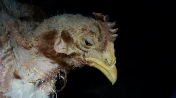 One of the many dying birds we found in a cage-free farm. A “meta study” of hen stress levels showed cage-free facilities performing worse in 8 out of 11 trials.