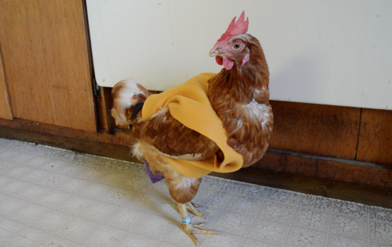 Mei Hua, a hen rescued from a cage-free farm, keeping warm in a sweater. Her life was not always so good.