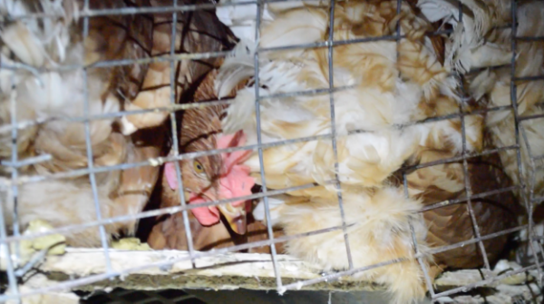 Farms marketed as “cage-free” admit to giving birds less than one square foot of space , forcing each bird to fight through massive, violent crowds every time they want to eat, drink, or find a place to sit.