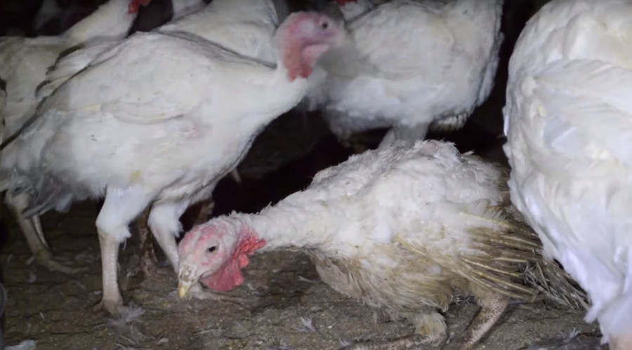 Turkeys at Diestel Ranch trudge around through their own feces
