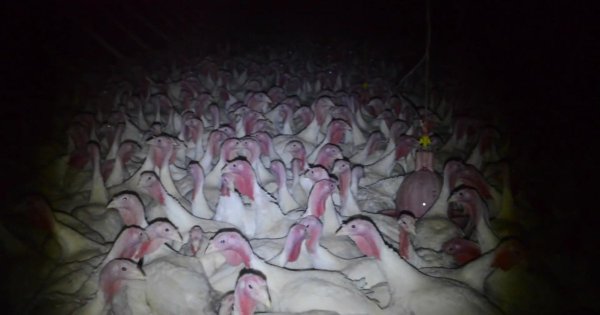 What it looks like to meet GAP's strictest, highest animal welfare standards at Diestel Ranch