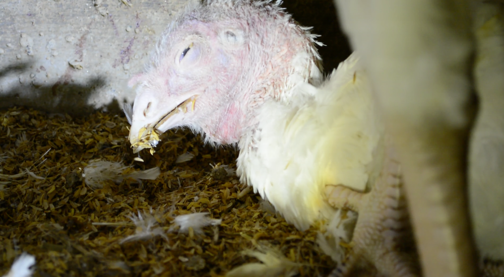 A diseased turkey at Diestel Ranch, given GAP's highest animal welfare rating