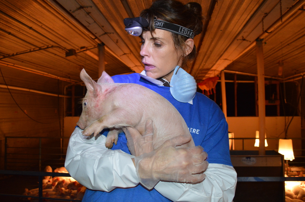 Alexandra Paul rescuing a piglet from the Farmer John facility.