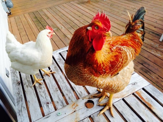 First resident rooster, Bigs, with his favorite hen, Gloria