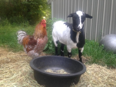 Two friends, Gus and Baby goat enjoying the afternoon