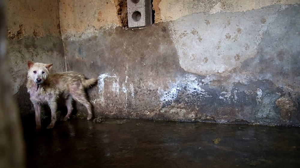 Pau, a dog rescued from a farm in Yulin, China.