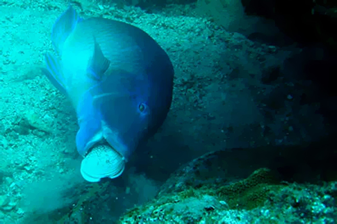 A fish uses a shell as a tool to eat food ( via Wired ).