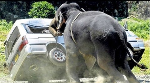 Elephants escape from circuses and express their anxiety.