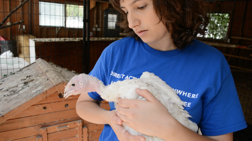 Angie, one of the tiny birds DxE saved from starving to death on the floor of the Whole Foods farm.