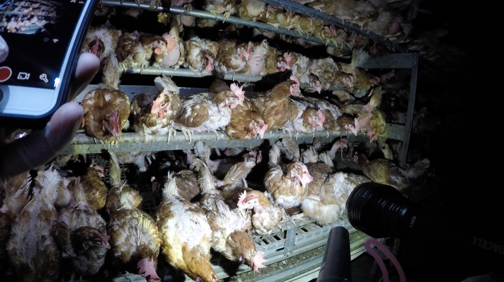DxE investigation at a “free range” egg farm that supplies to Costco.