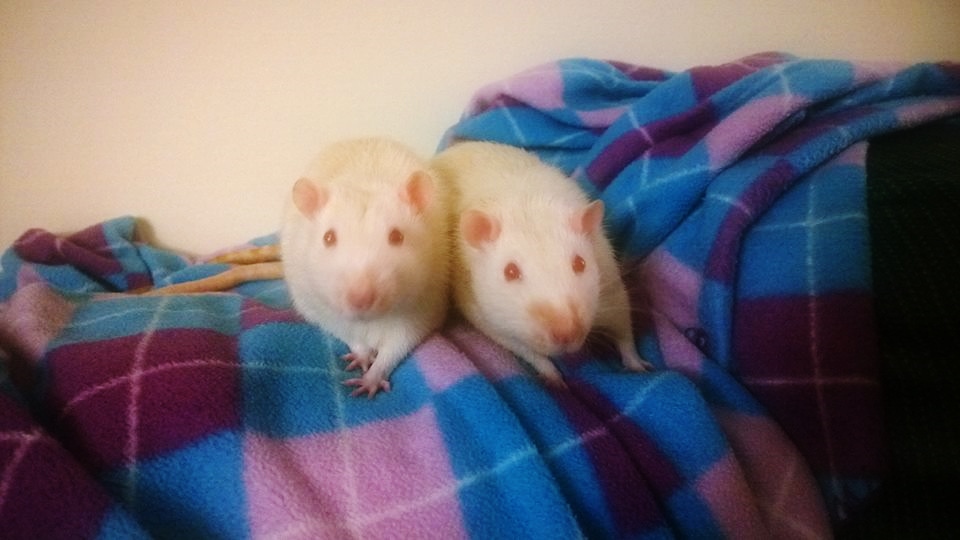 Rats rescued from a lab in Philly: JD (left) and Turk (right)