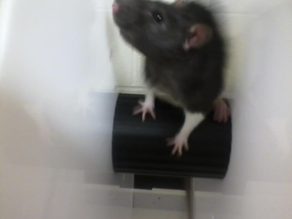 A rat on a “stress wheel” in this lab, used to measure stress levels, perseverance, and depression