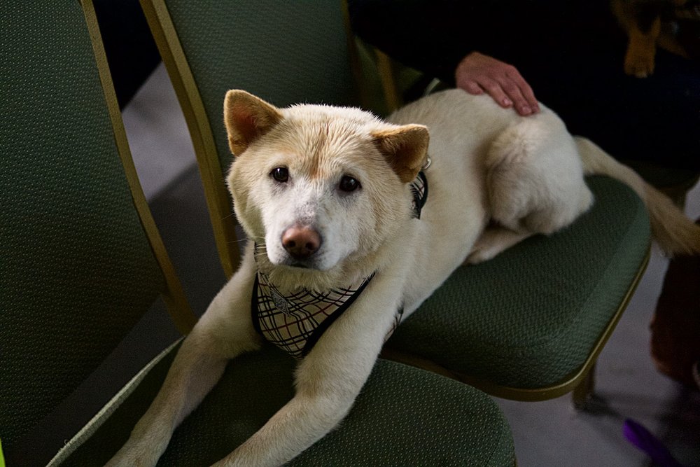 Pao, a dog rescued from Yulin dog meat farms, at the Berkeley Animal Rights Center.