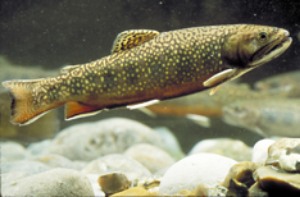 Trout is a species of freshwater fish. Trout are commonly exploited for food commercially, and hunted for sport.