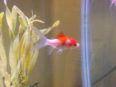 Julia getting acquainted with her new home.