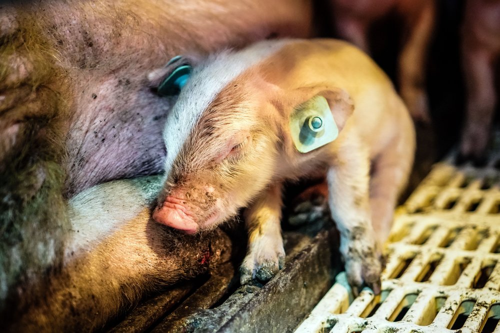 Piglets huddled against their mother at Smithfield's Circle Four Farm in Utah.