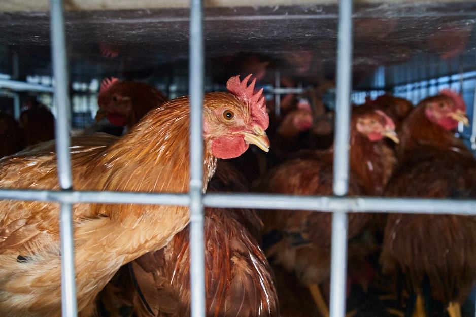 Chickens crowded in a cage at an Oakland slaughterhouse. Photo by Michael Goldberg