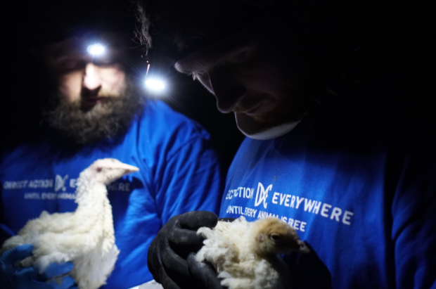 A team of DxE investigators from Berkeley, CA rescued Abby from a Norbest “mountain-grown,” “free-range” turkey farm in Moroni, Utah.
