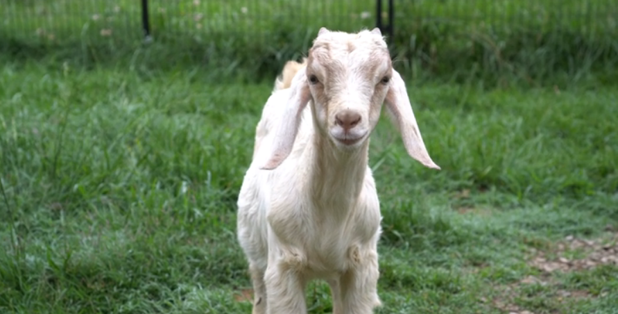 Lenny at his new home after being rescued from a goat meat farm by DxE investigators.