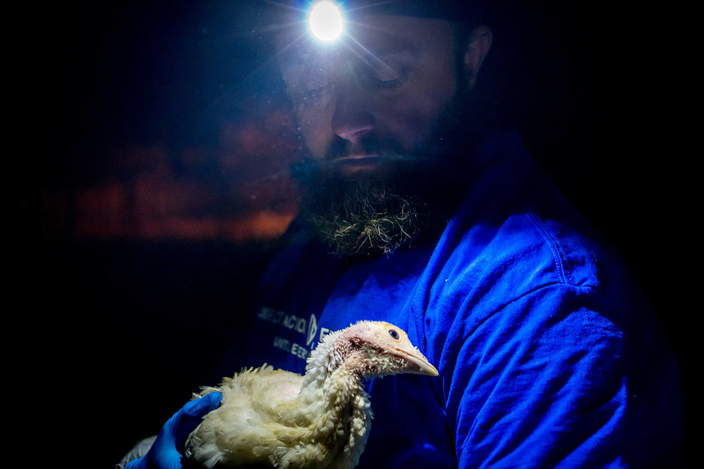 DxE investigator with sick turkey. Photo by DxE