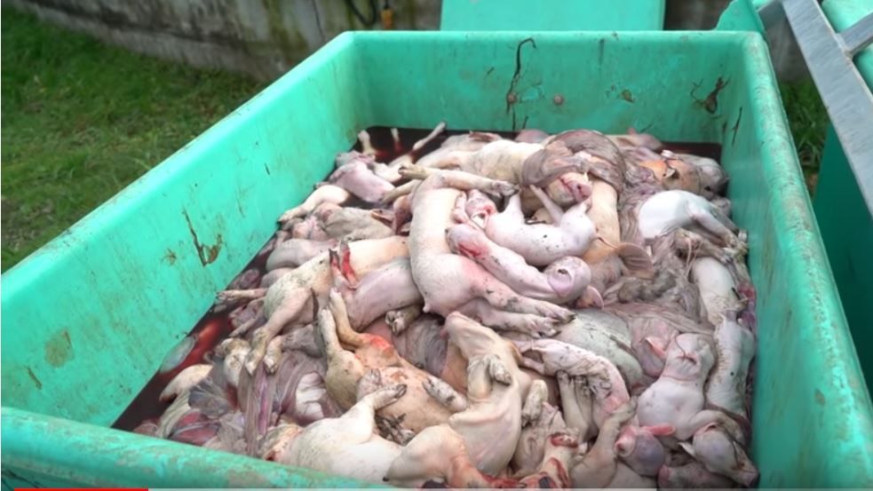 DxE investigators, William Burkhardt and Lea Dubost, documented this dumpster of dead piglets at a farm in France.