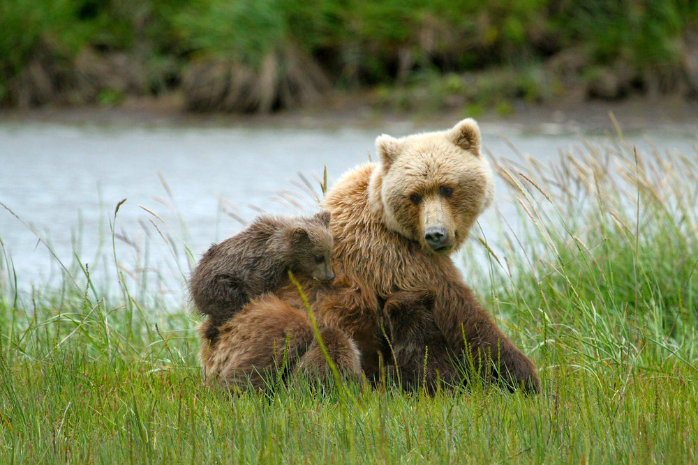 Brown bears in Lake Clark National Park, Alaska.