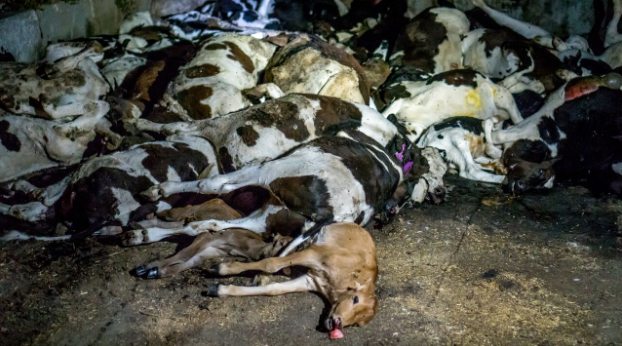 Photo taken during prior investigatory visit to the farm shows a pile of dead calves.