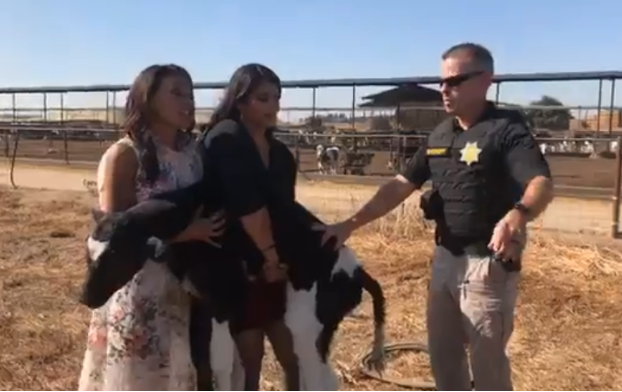 Julianne Perry and Priya Sawhney stopped by a Sheriff’s deputy while attempting to rescue a calf left for dead. Both women were arrested.
