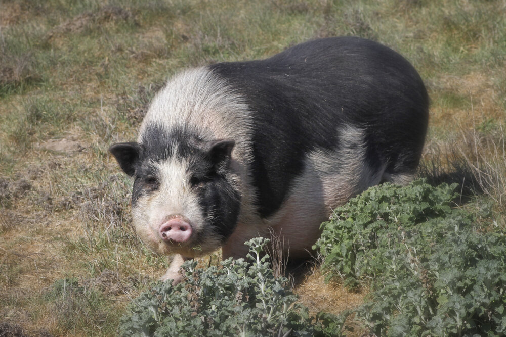 A rescued pig at Little Orphan Hammies, miniature pig sanctuary, in Solvang, CA.