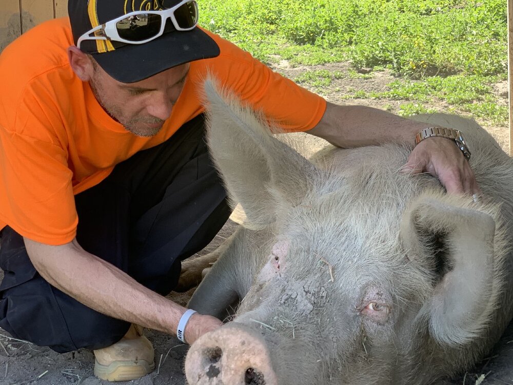 Bradley Johnson with a rescued pig living at a farmed animal sanctuary.