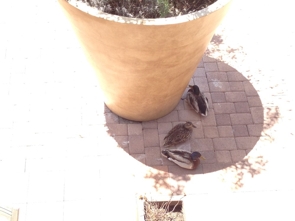Occasionally, when it's really hot, Jack (top) will allow George (bottom) to sit by his mate.